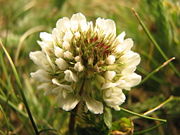 White clover flower