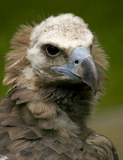 Eurasian black vulture (Aegypius monachus)