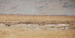 A cheetah in pursuit of Thomson's gazelle. Ngorongoro Crater, Tanzania.