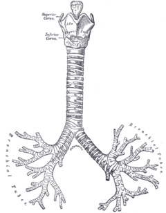 Front view of cartilages of larynx, trachea, and bronchi