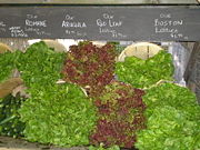Some lettuce cultivars