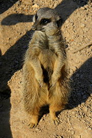 Meerkat standing on rear legs