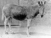 Quagga in enclosure