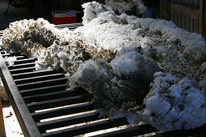 Wool in a shearing shed.