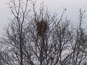 Gray squirrel nest also called a "drey"