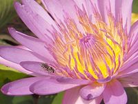 A bee pollinating a water lily flower