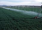 Center pivot irrigation of wheat growing in Yuma County.