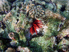 Seaworm, Spaghetti Worm, Loimia medusa in Kona, Hawaii