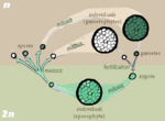 Sporic life cycle