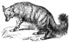 Illustration of Proteles cristatus