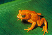 Golden toad (Ollotis periglenes), last seen in 1989.