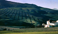Olive plantation in Andalucia, Spain.