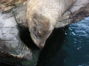 A seal at Living Coasts sunbathing on a rock.