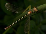 Emerald Spreadwing Lestes dryas