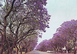 Jacaranda trees in Montagu Ave, Harare, in 1975.