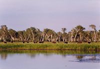 Brumbies, Kakadu National Park