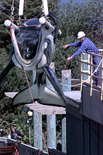 The famous orca Keiko from the Free Willy movies being prepared for transport.