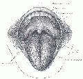 Tongue
