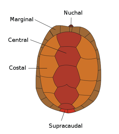 Image:Carapax.svg