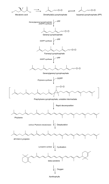 Image:Carotenoid synthetic pathway.svg