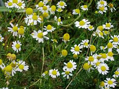 German chamomile, Matricaria recutita