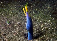 Ribbon moray,Rhinomuraena quaesita