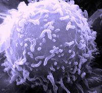 A scanning electron microscope (SEM) image of a single human lymphocyte.