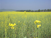 Saihanba National Park in Inner Mongolian plateau grassland border, north Chengde, Hebei Province