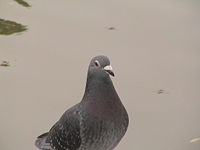 Feral Rock Pigeon beside Weiming Lake, Peking University
