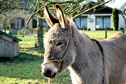 A donkey