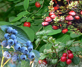 The blueberry and its cousins each carry the sepals of their flower at the tip, showing that the berry forms below that flower.