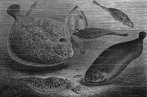 What are some defining characteristics of a flounder?