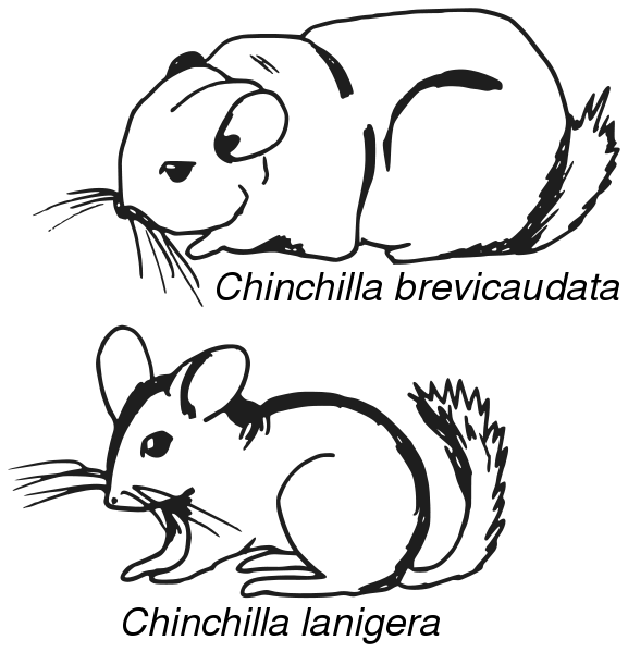 Image:Chinchilla - croquis comparatif.svg