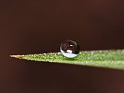 Water beading on a leaf