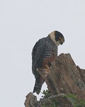 The bat falcon is a resident breeder in Cockscomb.