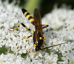 Unidentified species, Rhône (France)