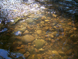 An Australian creek, low in the dry season, carrying little water. The energetic flow of the stream had, in flood, moved finer sediment further downstream. There is a pool to lower right and a riffle to upper left of the photograph.