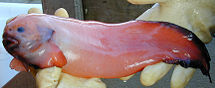 Snailfish, a non-commercial fish, caught in the eastern Bering Sea.