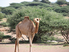 Camel in Djibouti, December 2006.