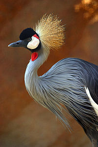 Gray crowned crane, Balearica regulorum, the national bird of Uganda
