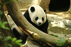 Gao Gao, an adult male giant panda at the San Diego Zoo