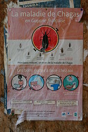 Chagas disease: Awareness and prevention campaign. Poster on a wall in Cayenne, French Guiana, 2008