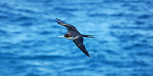 Great Frigate Bird.