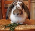 A French lop rabbit.