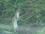 Least weasel, the smallest carnivore
