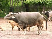 Water buffalo