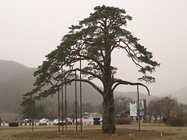Pine tree that bowed to King Sejo.