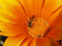 Halictid bee collecting nectar