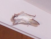 A pet Southern flying squirrel.