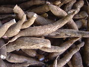 Cassava (yuca) roots, the Taíno's main crop